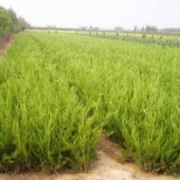 供應(yīng):龍柏，塔柏，檜柏,櫻花，西湖海棠，蜀檜