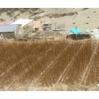 出售高山柳苗，價(jià)格面議，質(zhì)量保證