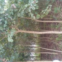 大量供應宮粉紫荊
