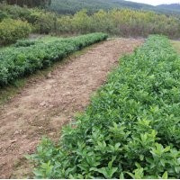 來賓東方紅桔小苗供應哪個基地好
