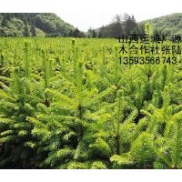 40-50公分營養杯云杉苗大量出售