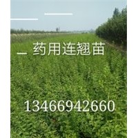 連翹樹苗 =連翹苗價格=山西運城連翹苗