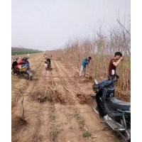 低價供應：五角楓，元寶楓，五角楓苗，元寶楓苗