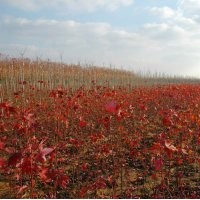 供應1-3公分美國紅楓