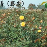 藤本月季、月季批發(fā)、中苗供應(yīng)、就近發(fā)貨
