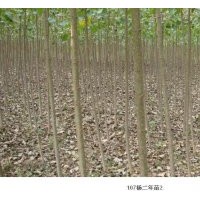 速生楊苗種植技術