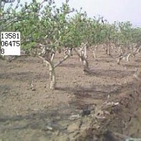 金銀花、四季花苗、枸杞苗