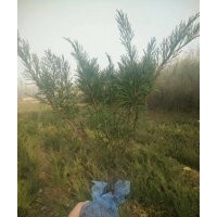 出售沙地柏無紡布營養杯都有規格齊全價格便宜上車快有需要的速聯
