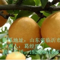 晚秋黃梨，超晚成熟的梨樹苗，梨樹苗價格，0.7到8公分梨樹苗