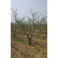 各種規格國槐 綠化苗木 果樹