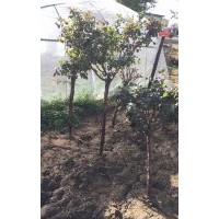 綠化月季，占地月季