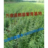 連翹苗農民致富樹連翹苗畝產量連翹苗怎么種植連翹一畝地栽多少