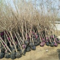出售櫻花樹(shù)苗帶土球發(fā)貨，工程綠化苗