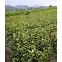 江西一年生桂花綠化苗，江西杜英大苗，江西桂花樹多