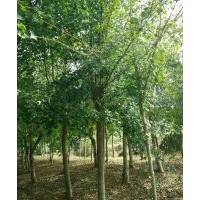 大量長期供應各種規格叢生或單桿五角楓