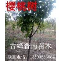 特供國(guó)槐