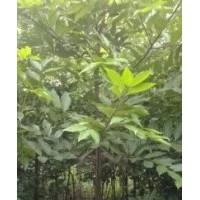 1、2、3、4、5天竺桂大量供應