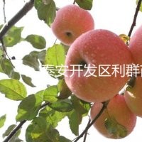 蘋果苗價(jià)格 2015蘋果樹苗