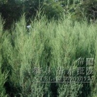 刺松，刺柏，塊柏，地柏龍柏苗圃苗木貨源充足