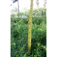 出售自種苗木：五味子苗，紅豆杉苗、核桃苗，云杉苗，等苗木。