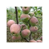 木瓜海棠苗供應(yīng)，木瓜苗價(jià)格-世源苗木