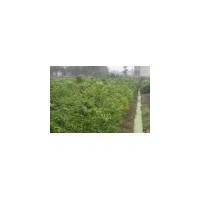 一年無患子小苗批發商|||