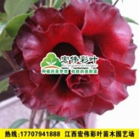 黑魔法茶花 茶花小苗 彩葉苗各種綠化苗木供應