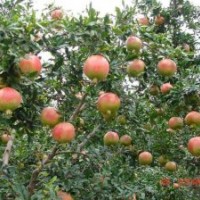 批發(fā)山東棗莊石榴樹苗、各種規(guī)格石榴樹苗
