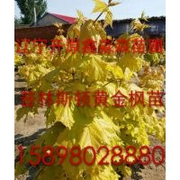 特供金葉復葉槭小苗