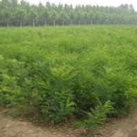 國槐、山楂苗、核桃苗、蘋果苗