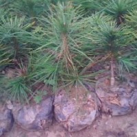 營養杯白皮松基地批發白皮松容器苗