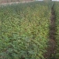 【油松苗】50公分營養(yǎng)杯油松苗，50公分容器袋油松苗