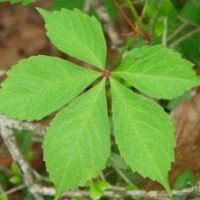 安國市五葉爬山虎價格 哪里價格最便宜