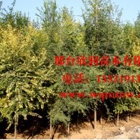 欣潤苗木大量供應白榆 2公分 4公分 6公分 8公分 10公分