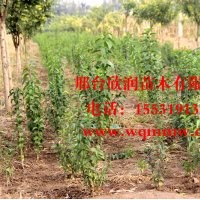 欣潤苗木大量供應絲棉木 1.5米