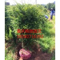 南方紅豆杉各種規格小苗價格