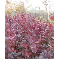 山東諸城供應一年生紅櫨小苗