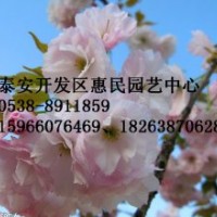 山東泰安櫻花苗批發價格