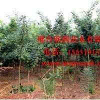 河北邢臺欣潤苗木大量供應國槐 12公分