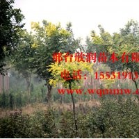 河北邢臺欣潤苗木大量供應龍爪槐胸徑 5公分