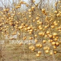 晚熟、特晚熟梨苗、金秋香梨苗、晚秋黃梨苗