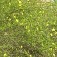 供應(yīng):迎春，連翹，衛(wèi)矛，常青藤