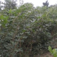 大量供應優質五角楓，白蠟，連翹