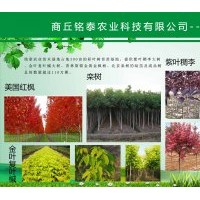 大量供應紫葉稠李、金葉復葉槭、欒樹、紅楓等