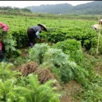 廣西融水批發40-50公分速生杉木苗100萬株
