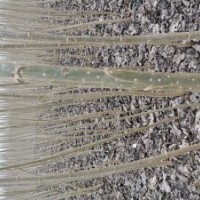 速生楊樹苗花椒苗桃樹苗泡桐冬青苗大葉女貞低價(jià)處理大量供應(yīng)