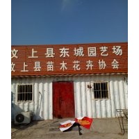 出售白蠟，法桐，國槐！
