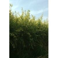 2017年金葉榆最新價格