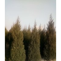 蜀檜 蜀檜價格