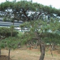 山東綠化苗木供應大批量泰山松、油松、白皮松、櫻花、龍柏、馬褂